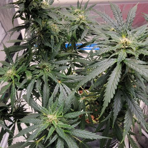 Gorilla Glue Auto growlog timeline photo