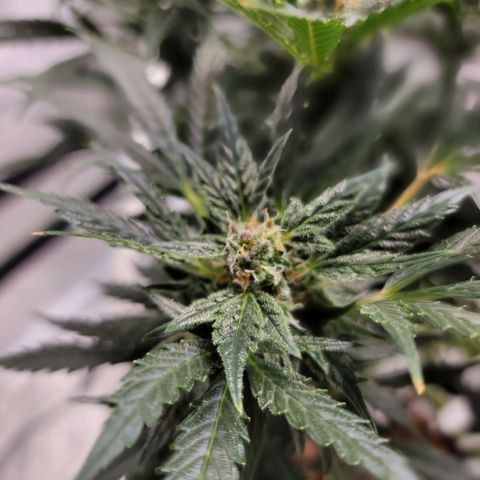 Gorilla Glue Auto growlog timeline photo