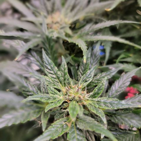 Gorilla Glue Auto growlog timeline photo