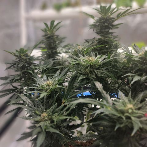 Gorilla Glue Auto growlog timeline photo