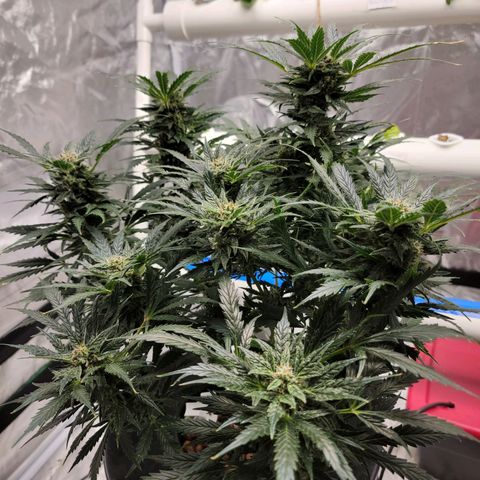 Gorilla Glue Auto growlog timeline photo
