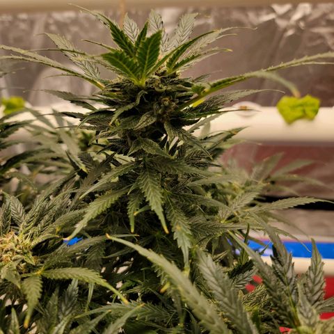 Gorilla Glue Auto growlog timeline photo