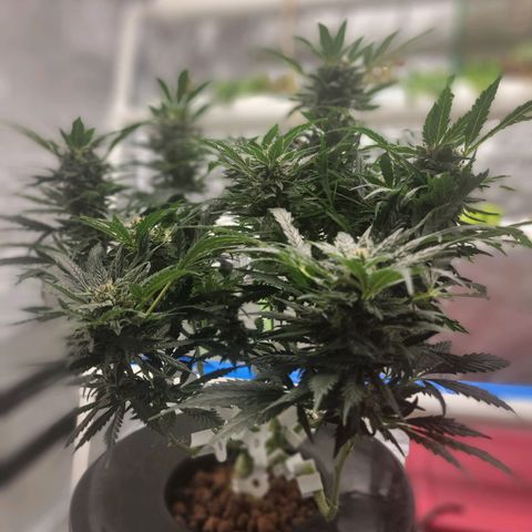 Gorilla Glue Auto growlog timeline photo
