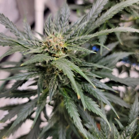 Gorilla Glue Auto growlog timeline photo