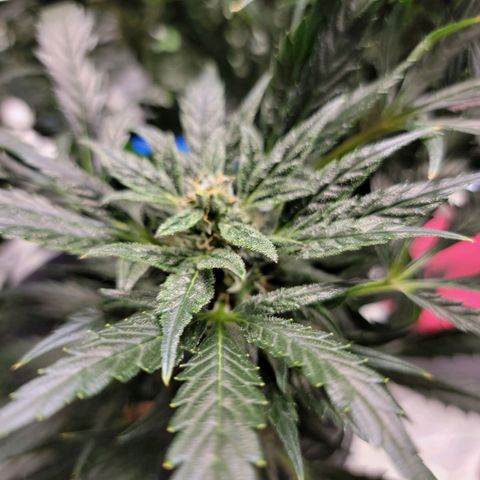 Gorilla Glue Auto growlog timeline photo