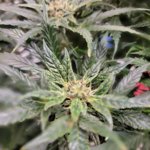 Gorilla Glue Auto growlog timeline photo