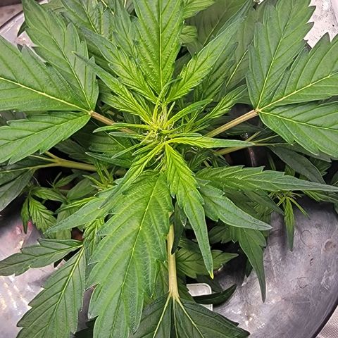 AutoBlueberry growlog photo: Seems to be growing really different than all my other grows ever. It seems to be a genetic defect from the breeder. Herbies Blueberry Auto. 