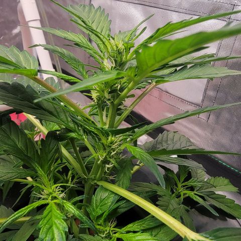 AutoBlueberry growlog photo: Seems to be growing really different than all my other grows ever. It seems to be a genetic defect from the breeder. Herbies Blueberry Auto. 