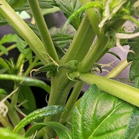 AutoBlueberry growlog photo: Seems to be growing really different than all my other grows ever. It seems to be a genetic defect from the breeder. Herbies Blueberry Auto. 