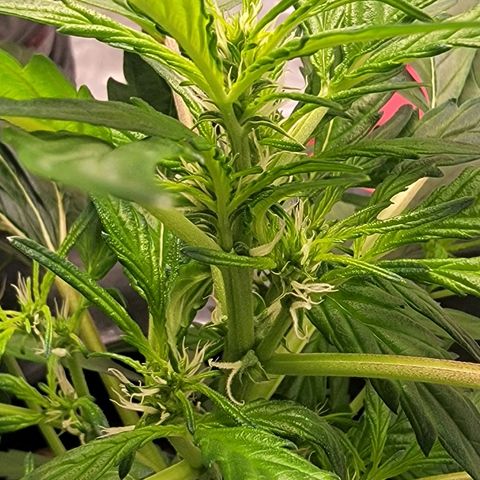 AutoBlueberry growlog photo: Seems to be growing really different than all my other grows ever. It seems to be a genetic defect from the breeder. Herbies Blueberry Auto. 
