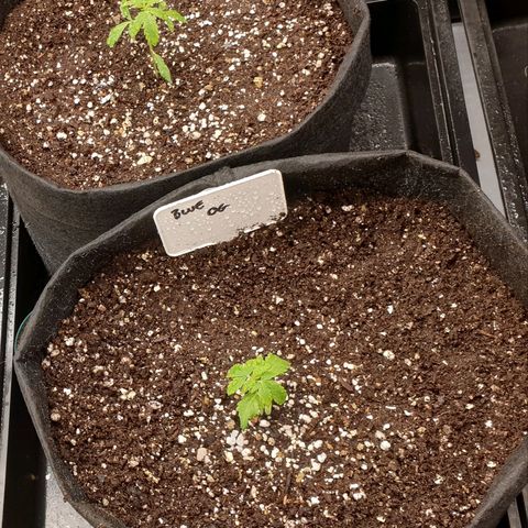Blue OG growlog photo: Transplant day, little bit of stress. Quick recovery