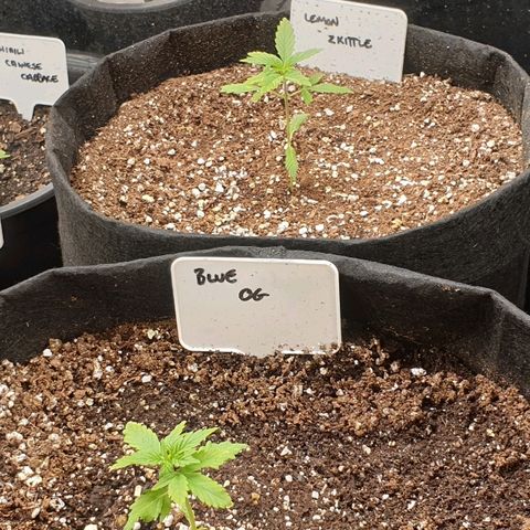 Blue OG growlog photo: Lowered the light to 950 above the canopy