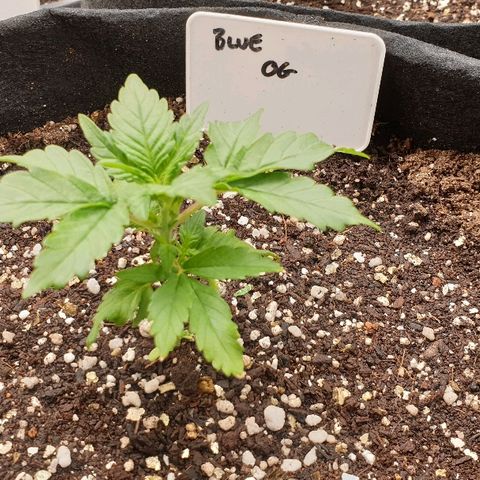 Blue OG growlog photo: Looking very happy around 6 hours after first nutrient feed