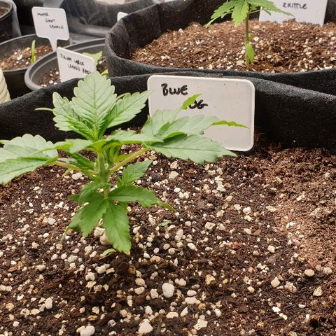 Blue OG growlog timeline photo