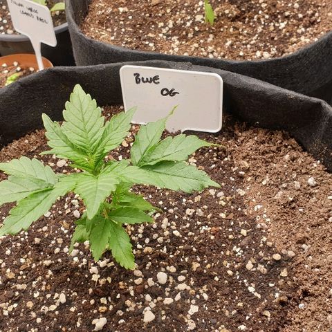 Blue OG growlog timeline photo