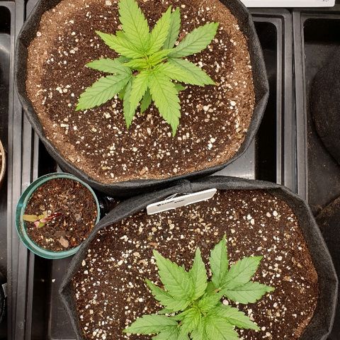 Blue OG growlog photo: Growing fast now, pushing nodes 
