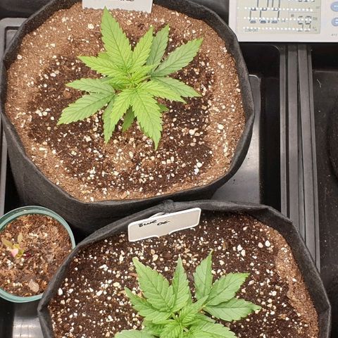 Blue OG growlog timeline photo