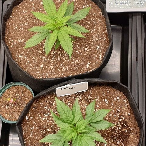 Blue OG growlog timeline photo