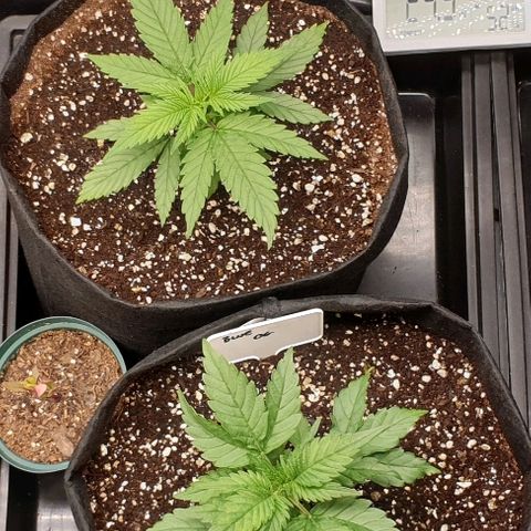 Blue OG growlog photo: Drooping a little this morning, gave a little drink. Looking very happy otherwise. Freedom Farms classic is amazing 