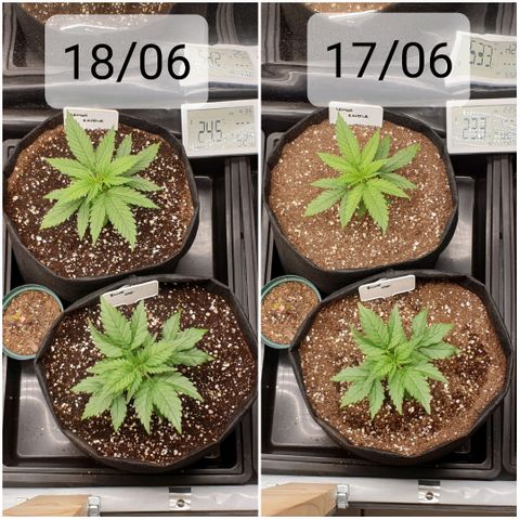 Blue OG growlog timeline photo