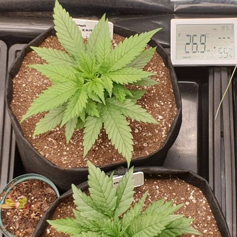 Blue OG growlog timeline photo