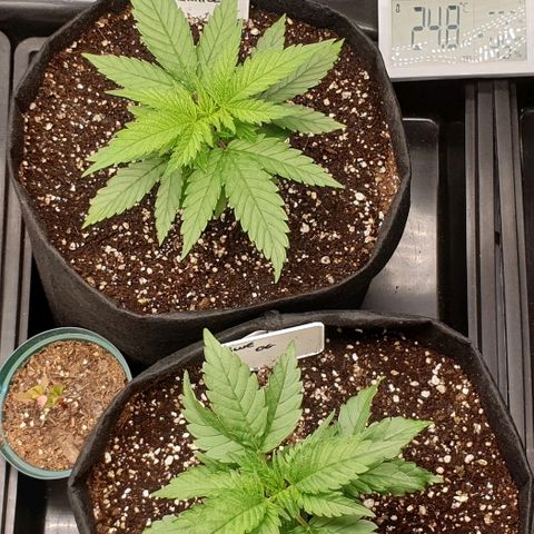 Blue OG growlog photo: Going away Friday night, little drink just in case I stay the weekend