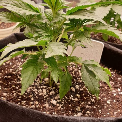 Blue OG growlog photo: Time to top, pinched above the 4th set