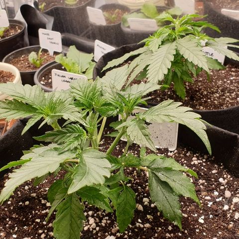 Blue OG growlog photo: Time to top, pinched above the 4th set