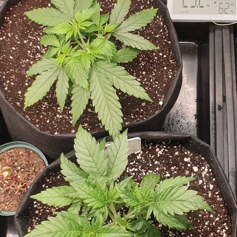 Blue OG growlog photo: After a haircut
