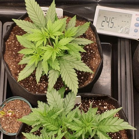 Blue OG growlog timeline photo