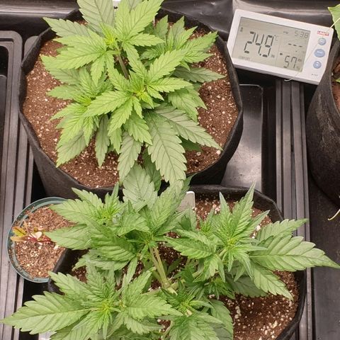 Blue OG growlog timeline photo