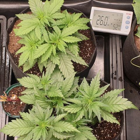 Blue OG growlog timeline photo