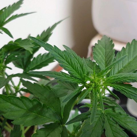 Blue OG growlog photo: Time to train and flip