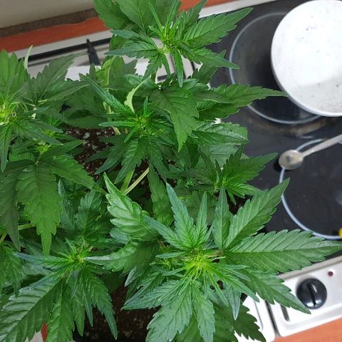 Blue OG growlog photo: Time to train and flip