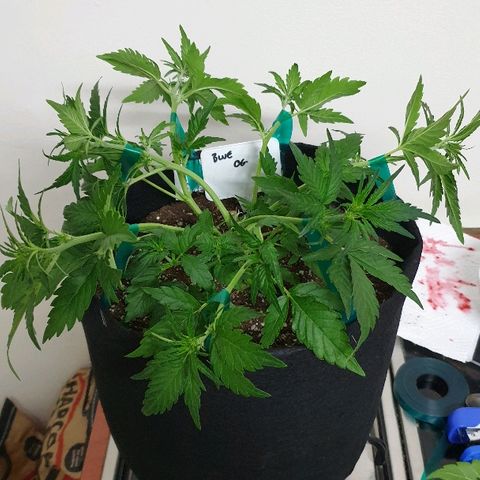 Blue OG growlog photo: Time to train and flip