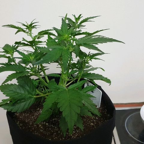 Blue OG growlog photo: Time to train and flip