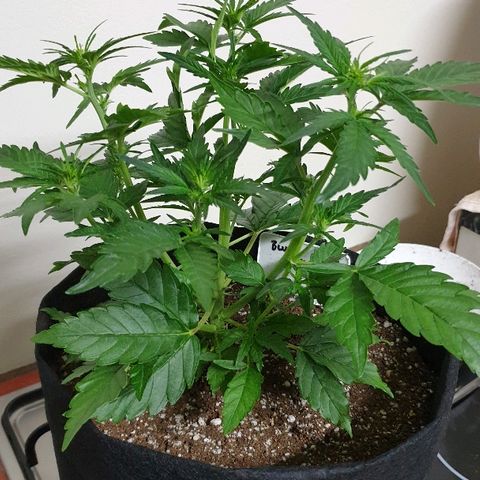 Blue OG growlog photo: Time to train and flip