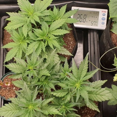 Blue OG growlog photo: Time to train and flip