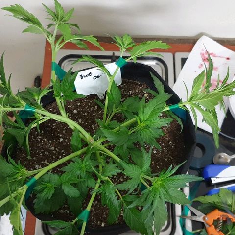 Blue OG growlog photo: Time to train and flip