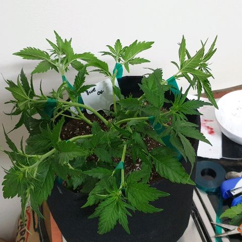 Blue OG growlog photo: Time to train and flip