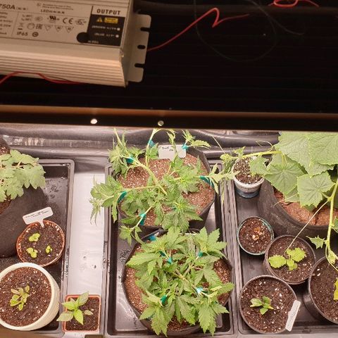 Blue OG growlog photo: Time to train and flip