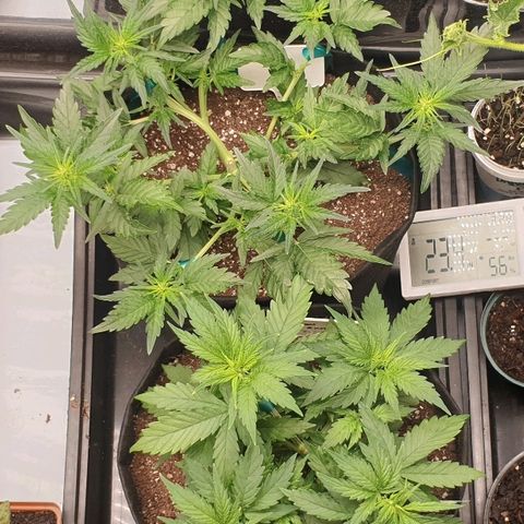Blue OG growlog timeline photo