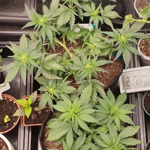 Blue OG growlog timeline photo