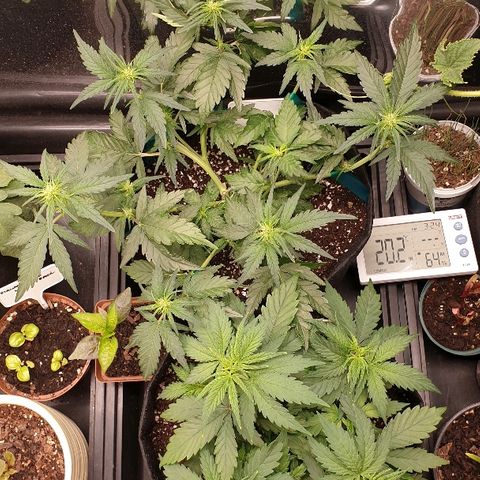 Blue OG growlog photo: First bloom feed