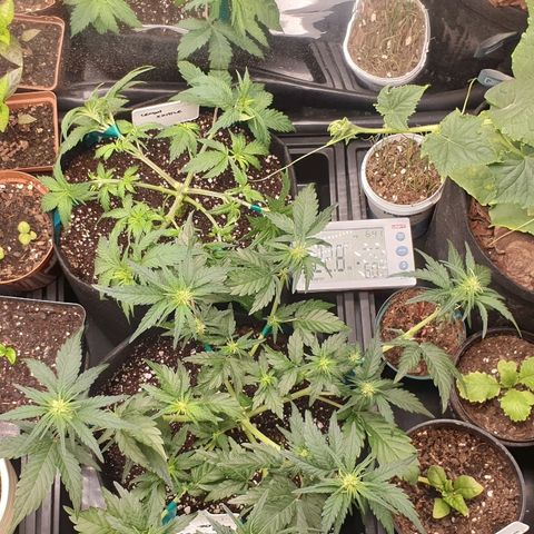 Blue OG growlog timeline photo