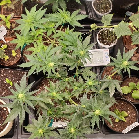 Blue OG growlog timeline photo