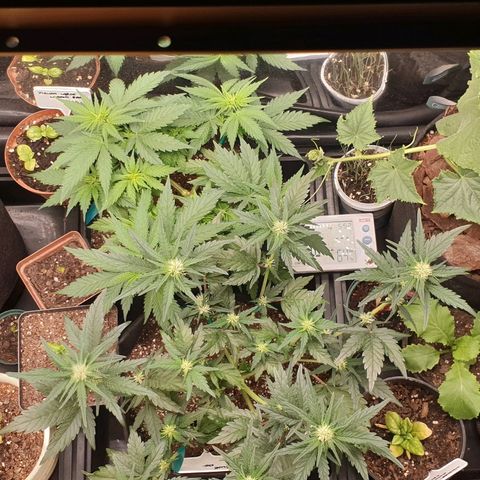Blue OG growlog timeline photo