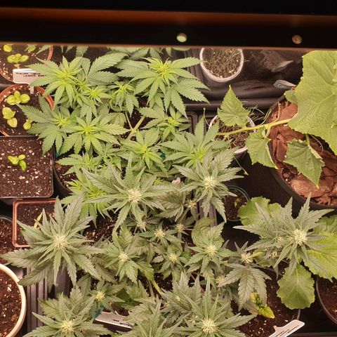 Blue OG growlog timeline photo