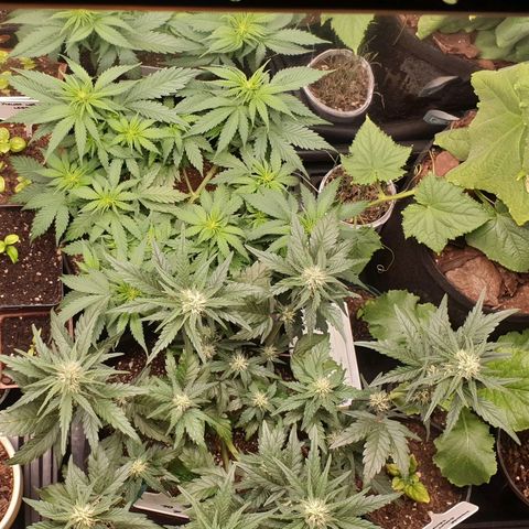 Blue OG growlog timeline photo