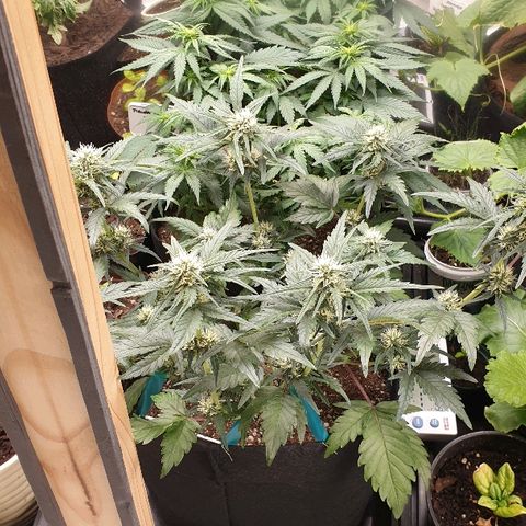 Blue OG growlog timeline photo